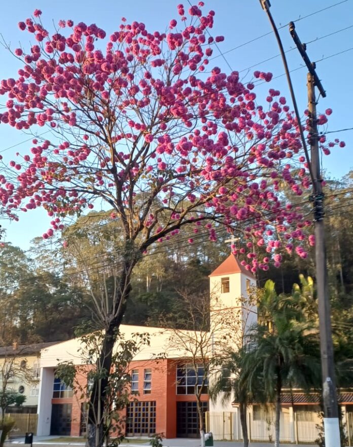 Monlevade ganha um colorido especial na estação mais fria do ano