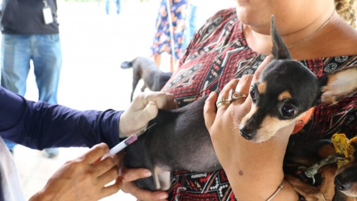 Monlevade vacina cães e gatos contra a raiva