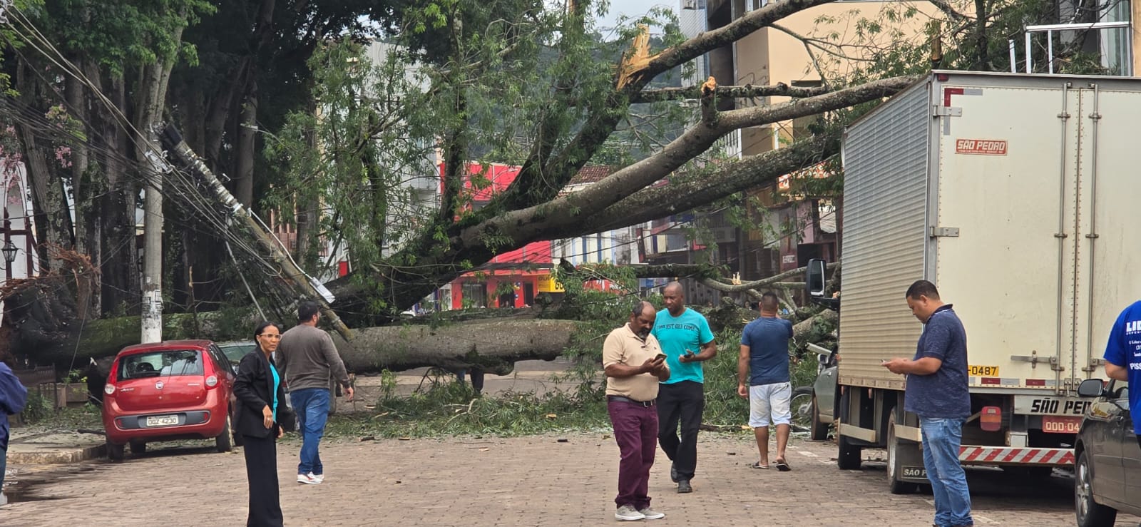 Árvore caída em Santa Bárbara